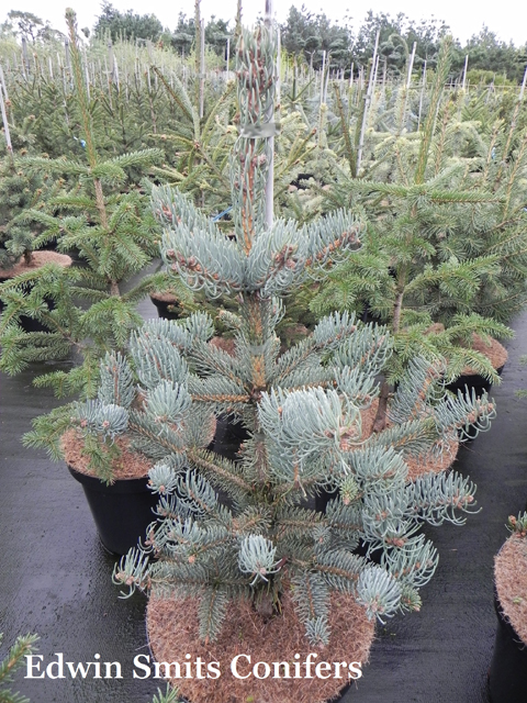 Picea asperata 'Chvreloup''